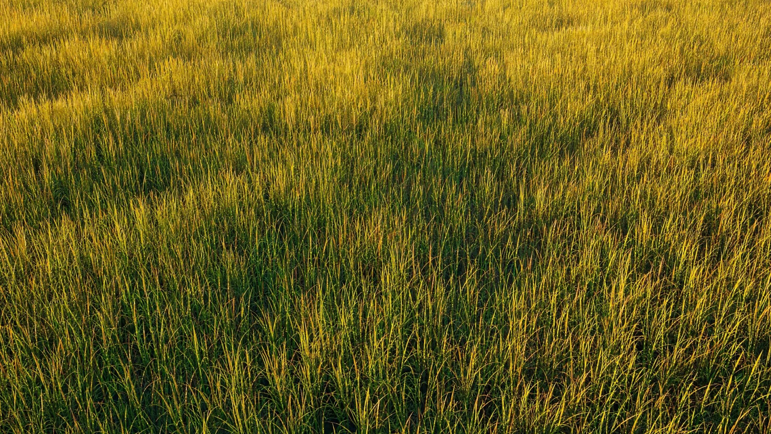 Sunlit sawgrass filling the frame from above, drawn by us as an even field of texture with no subject in it.